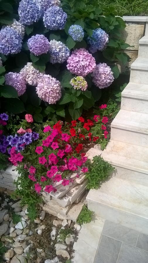 Apartment Oliva 1 Lozica